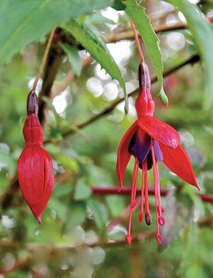 What could be more Irish than the brilliant red, purple and pink fuchsia that grows wild in hedges all across the country?